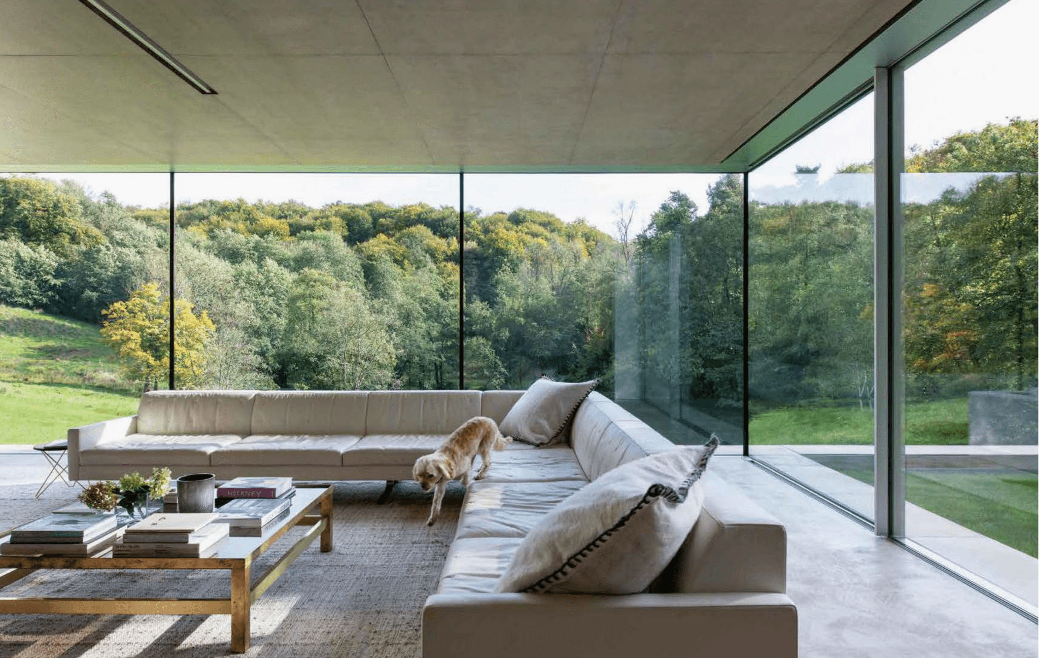 Resident Dog (Volume Two) - THE BOXER