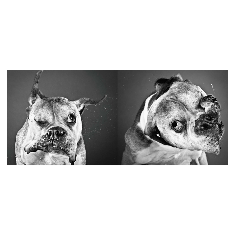 Shake: Carli Davidson - THE BOXER