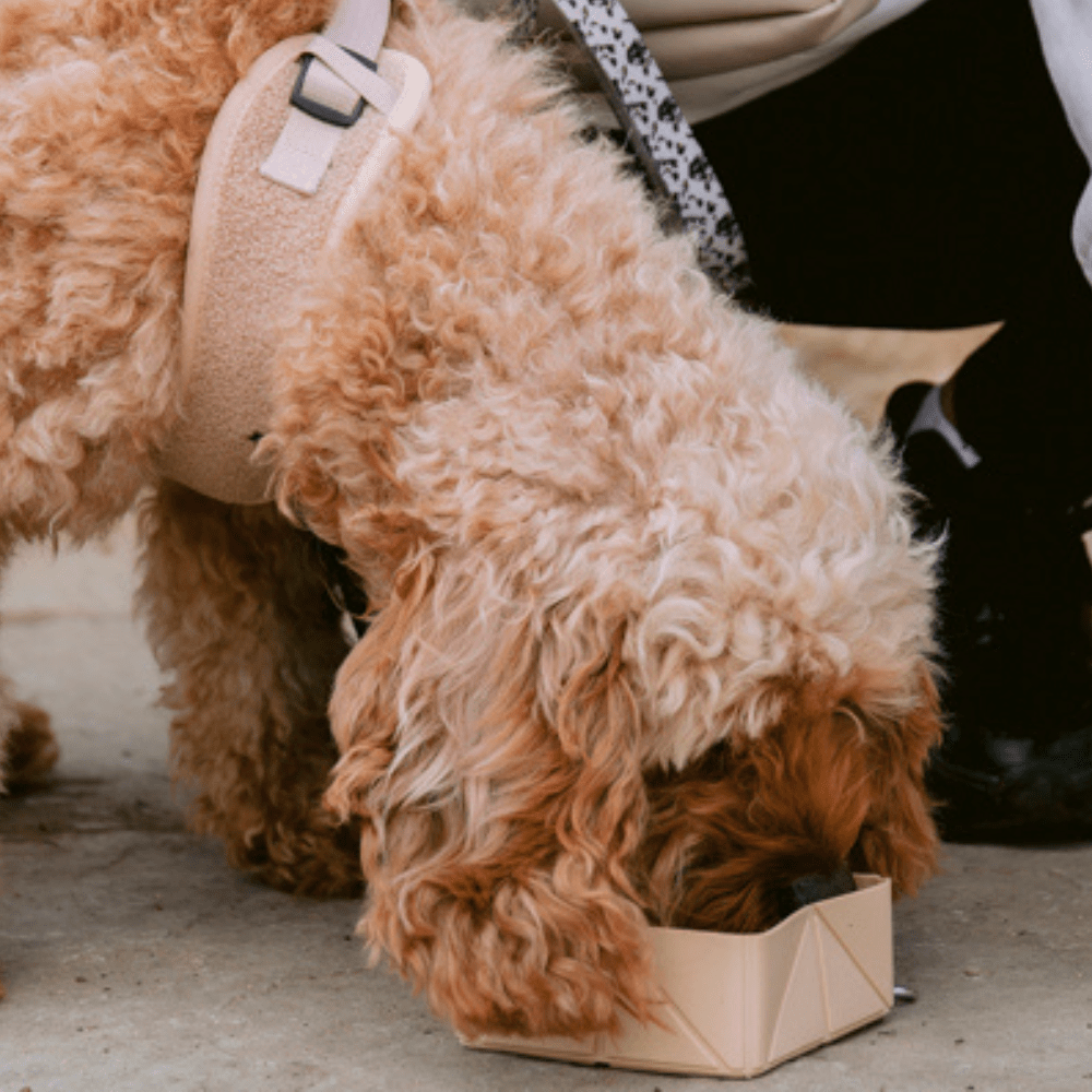 Foldable Travel Bowl - Beige - THE BOXER