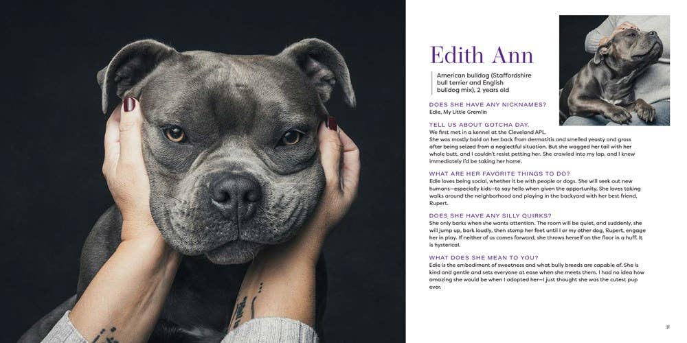 Gotcha Day - THE BOXER