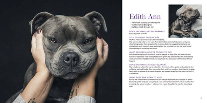 Gotcha Day - THE BOXER