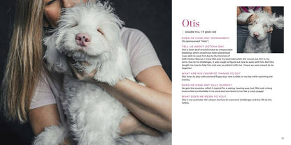 Gotcha Day - THE BOXER