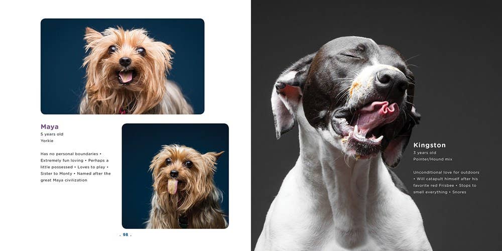 Peanut Butter Dogs - THE BOXER