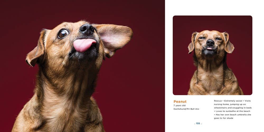 Peanut Butter Dogs - THE BOXER