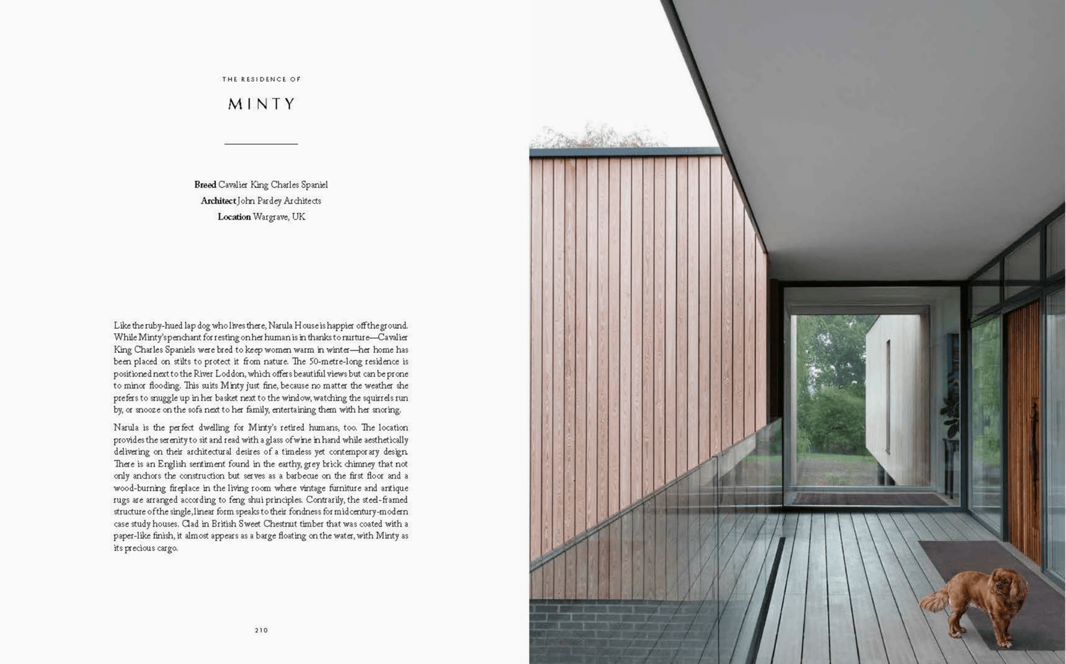 Resident Dog (Volume Two) - THE BOXER