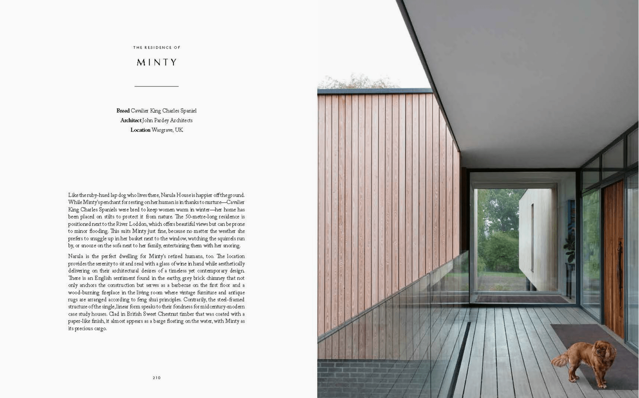 Resident Dog (Volume Two) - THE BOXER