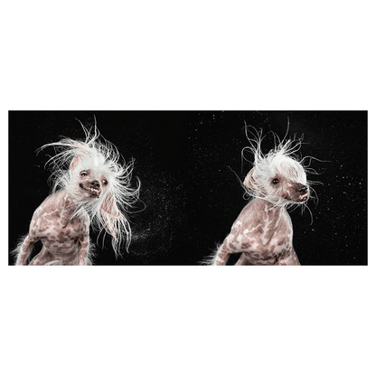 Shake: Carli Davidson - THE BOXER