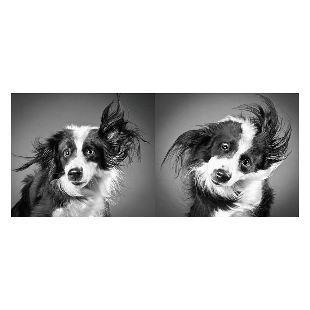 Shake: Carli Davidson - THE BOXER