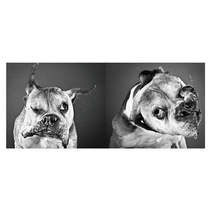 Shake: Carli Davidson - THE BOXER