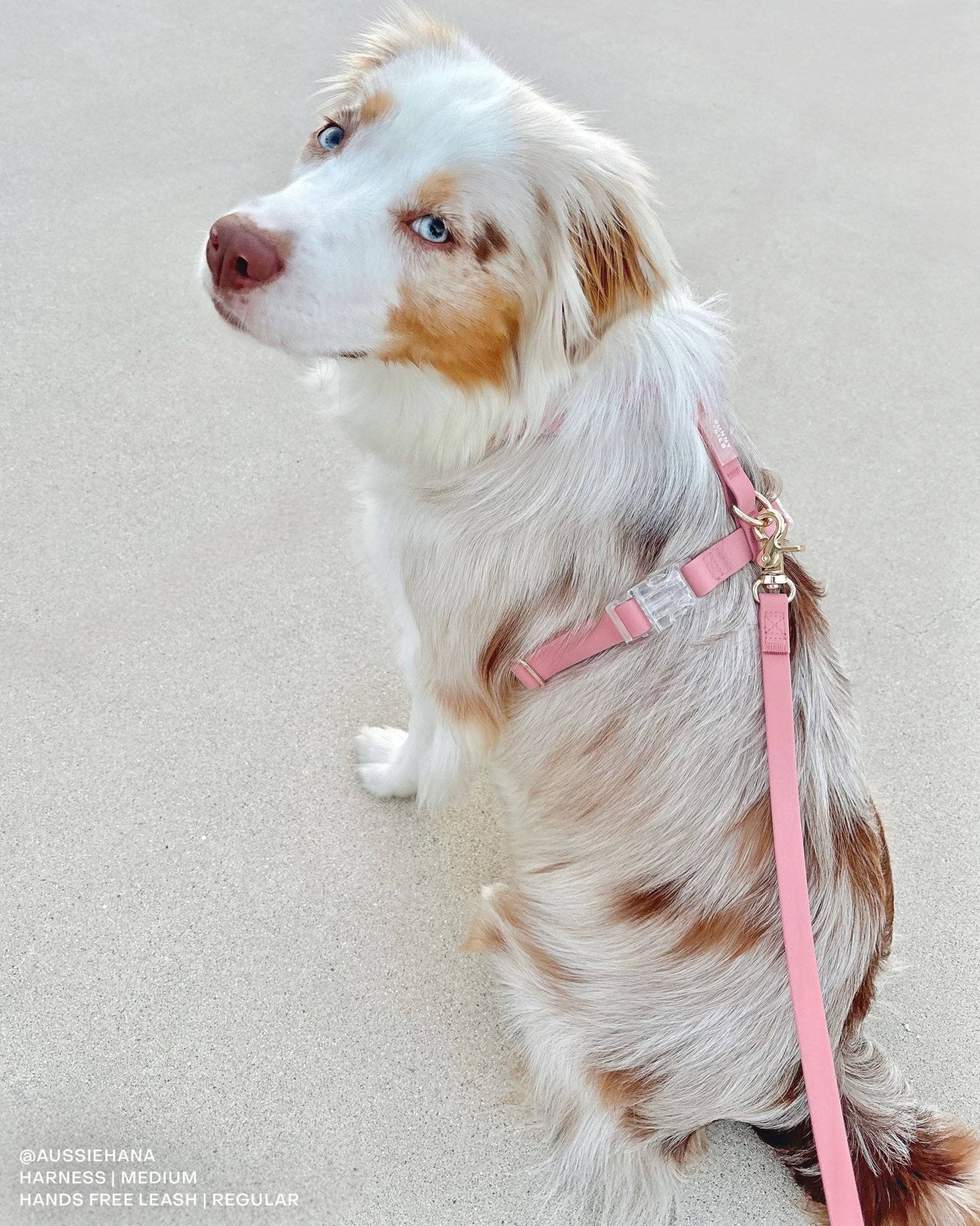 Waterproof Dog Harness - THE BOXER